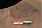 Foto (Detailansicht) von Rhytisma pythii Ettingshausen (NHMW-GEO-2024-0188-0081)